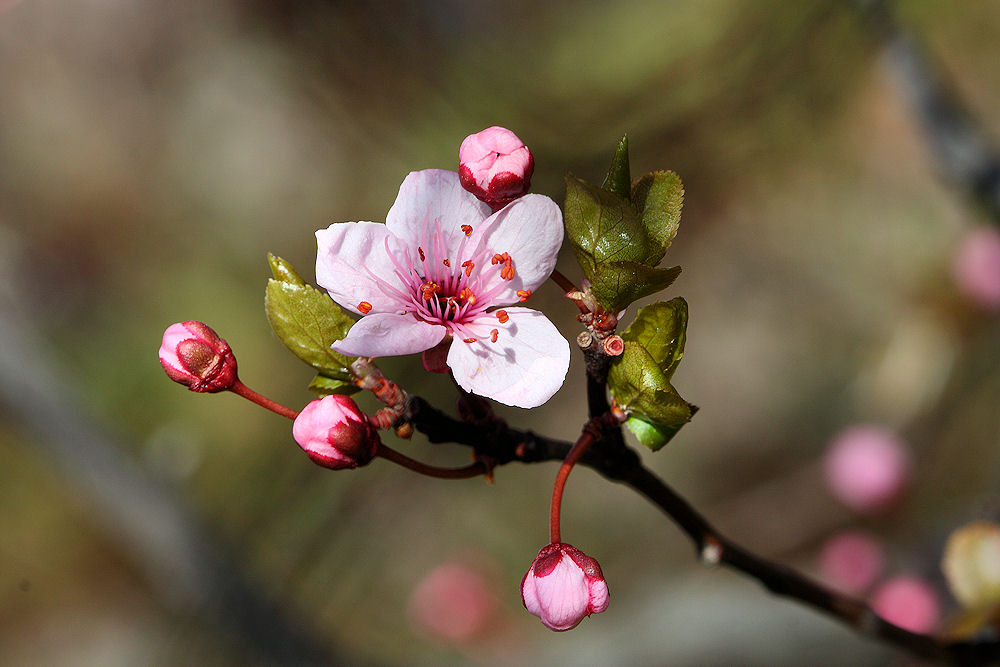 Prunus dulcis / Mandorlo